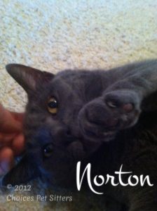 Pet Gallery - Norton
