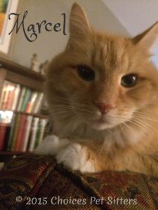 Marcel #3