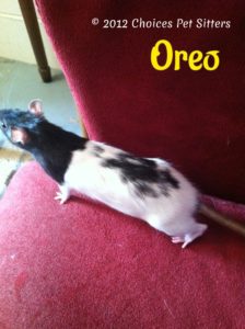 Pet Gallery - Oreo