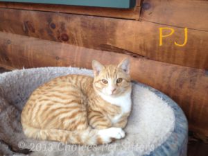 Pet Gallery - PJ