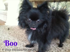 Pet Gallery - Boo