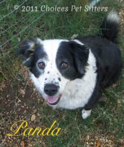 Pet Gallery - Panda