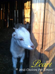 Pet Gallery - Pearl