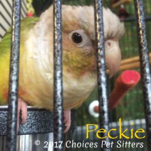 Pet Gallery - Peckie