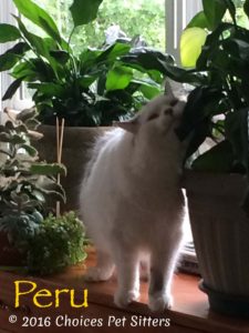 Pet Gallery - Peru