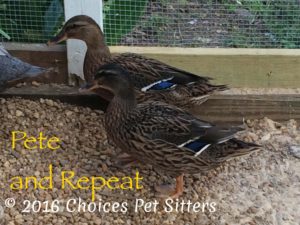 Pet Gallery - Pete & Repeat