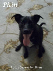 Pet Gallery - Phin