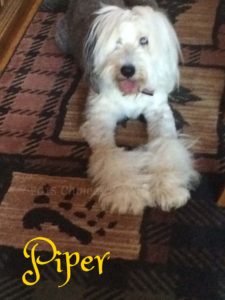 Pet Gallery - Piper