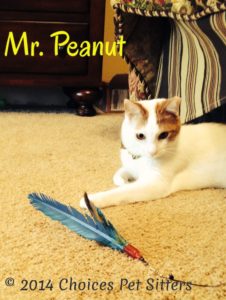 Mr. Peanut
