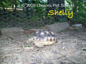 Shelly #2