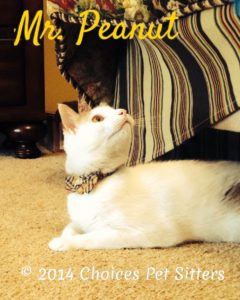 Mr. Peanut