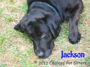 Pet Gallery - Jackson