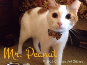 Pet Gallery - Mr. Peanut