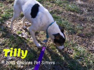 Pet Gallery - Tilly