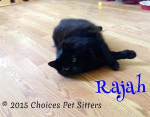 Pet Gallery - Rajah