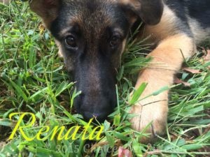 Pet Gallery - Renata