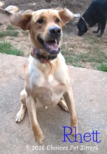 Pet Gallery - Rhett