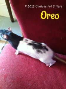Oreo