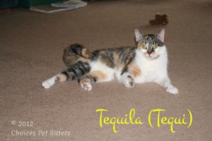 Tequi