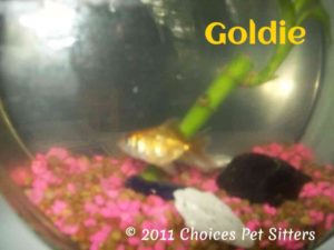 Pet Gallery - Goldie
