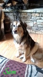 Pet Gallery - Sam