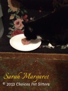 Pet Gallery - Sarah Margaret