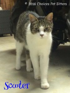 Pet Gallery - Scooter