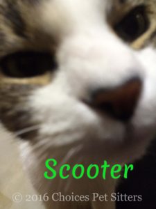Pet Gallery - Scooter