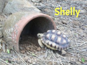 Pet Gallery - Shelly