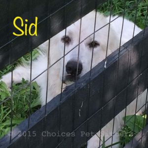 Pet Gallery - Sid