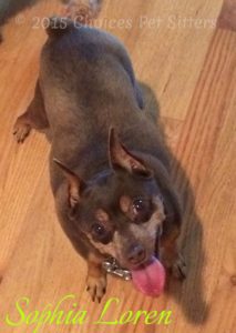 Pet Gallery - Sophia Loren
