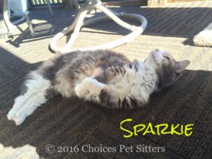 Pet Gallery - Sparkie