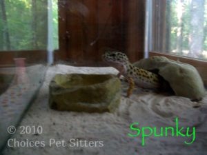 Pet Gallery - Spunky