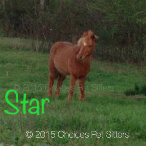 Star 2015