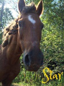 Pet Gallery - Star