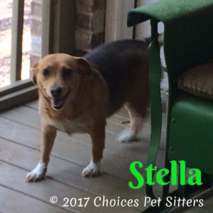Pet Gallery - Stella