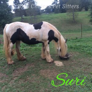 Pet Gallery - Suri