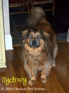 Pet Gallery - Sydney