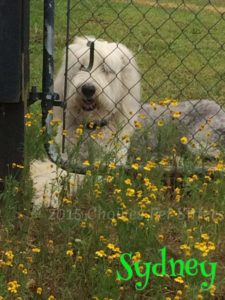 Pet Gallery - Sydney