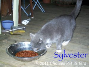 Pet Gallery - Sylvester