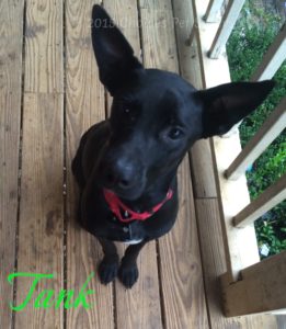 Pet Gallery - Tank