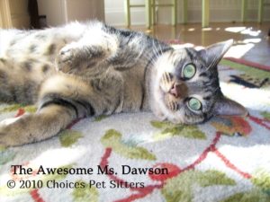 The Pet Gallery - The Awesome Ms Dawson