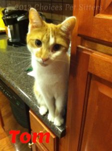 Pet Gallery - Tom