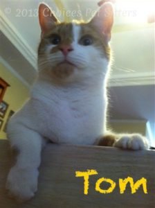 Pet Gallery - Tom