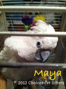 Maya
