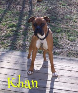 Pet Gallery - Khan