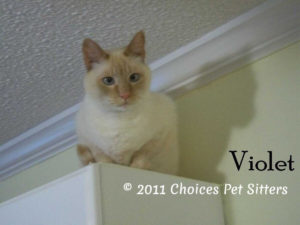 The Pet Gallery - Violet