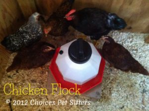 Chickens at waterer #1