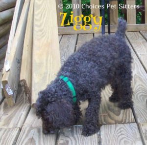 Pet Gallery - Ziggy