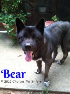 Pet Gallery - Bear
